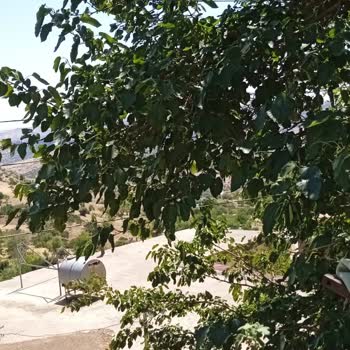 TEDAŞ Dut Ağacının İçinden Geçen Elektrik Telleri