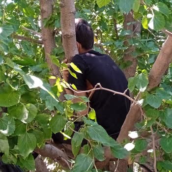 TEDAŞ Dut Ağacının İçinden Geçen Elektrik Telleri