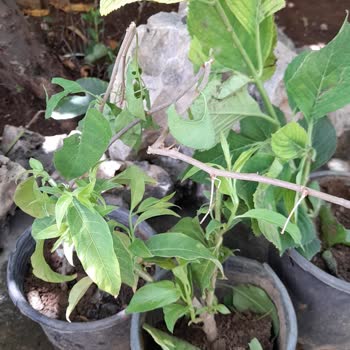 Bitkisatisi.com.tr Çiçekler Çöp Parada Çöp