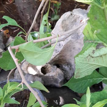 Bitkisatisi.com.tr Çiçekler Çöp Parada Çöp