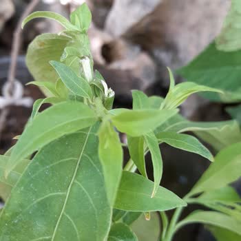 Bitkisatisi.com.tr Çiçekler Çöp Parada Çöp