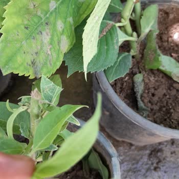 Bitkisatisi.com.tr Çiçekler Çöp Parada Çöp