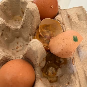 Migros & Tire Süt Kooperatifi / Çürük Yumurtalar