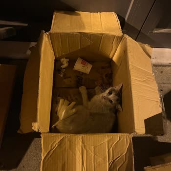 İBB - İstanbul Büyükşehir Belediyesi 153 Ve Tepeüstü Veteriner Hekim İlgisizliği