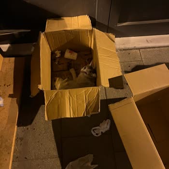 İBB - İstanbul Büyükşehir Belediyesi 153 Ve Tepeüstü Veteriner Hekim İlgisizliği