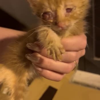 İBB - İstanbul Büyükşehir Belediyesi 153 Ve Tepeüstü Veteriner Hekim İlgisizliği