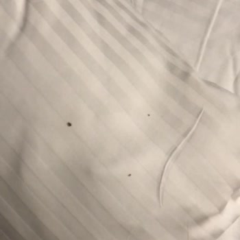 Tatilbudur Belgrad Turunda Otelde Yataklarda Tahtakurusu Vardı.