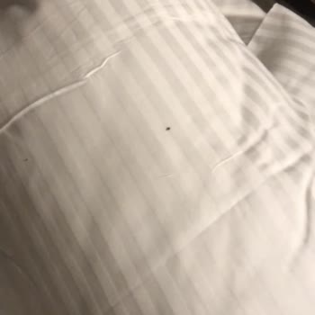 Tatilbudur Belgrad Turunda Otelde Yataklarda Tahtakurusu Vardı.