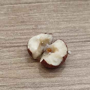 Tatbak'tan Aldığım Fındığın İçinde Kurtçuk Çıktı