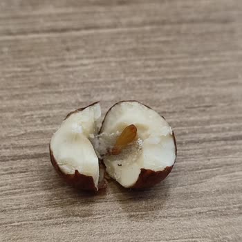 Tatbak'tan Aldığım Fındığın İçinde Kurtçuk Çıktı