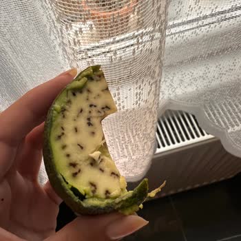 File Markette Satılan Bozuk Avokadolar