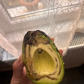 File Markette Satılan Bozuk Avokadolar