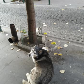 Eskişehir Odunpazarı Belediyesi Hayvan Barınağı