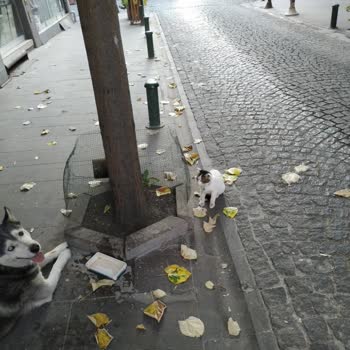 Eskişehir Odunpazarı Belediyesi Hayvan Barınağı