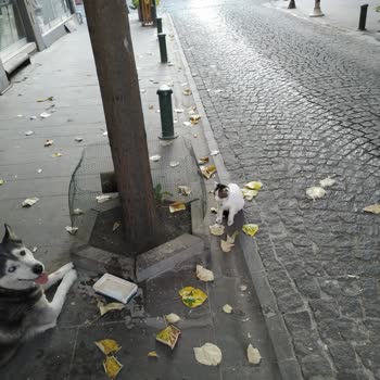 Eskişehir Odunpazarı Belediyesi Hayvan Barınağı