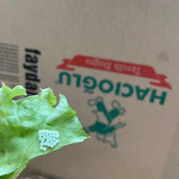 Yemeksepeti'nde Üst Üste Yaşanan Sorunlar