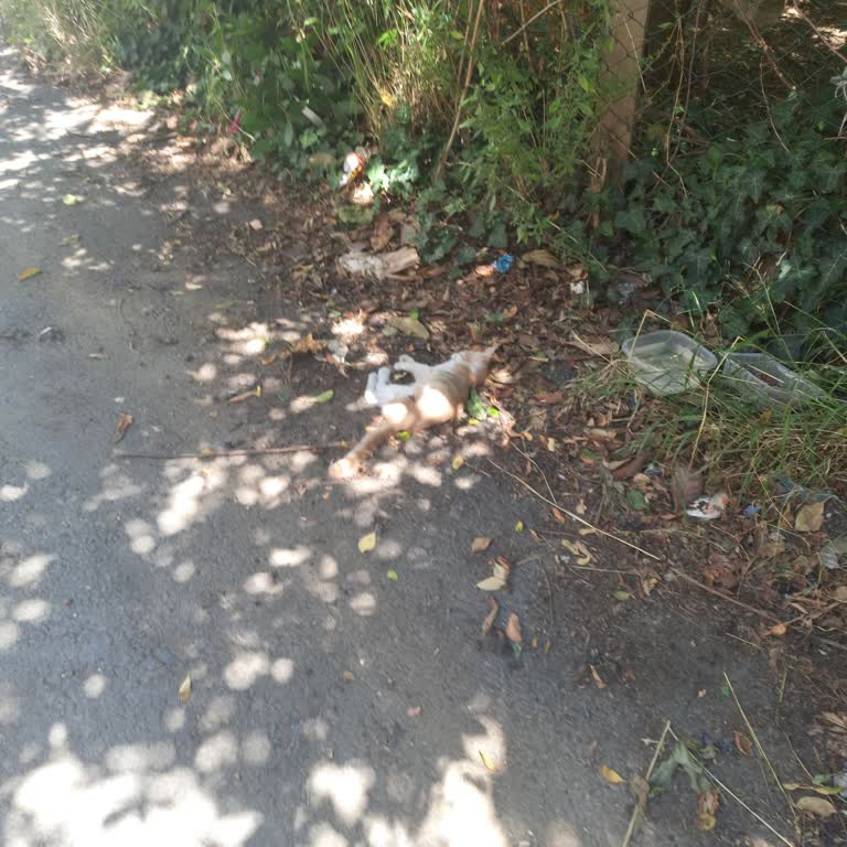 Beykoz Belediyesi Ölü Kedi 4. Gün