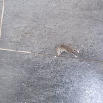 Mad Sea Beach Hotel Kesinlikle Yer Asla Fotoğraflar İle Alakası Yok