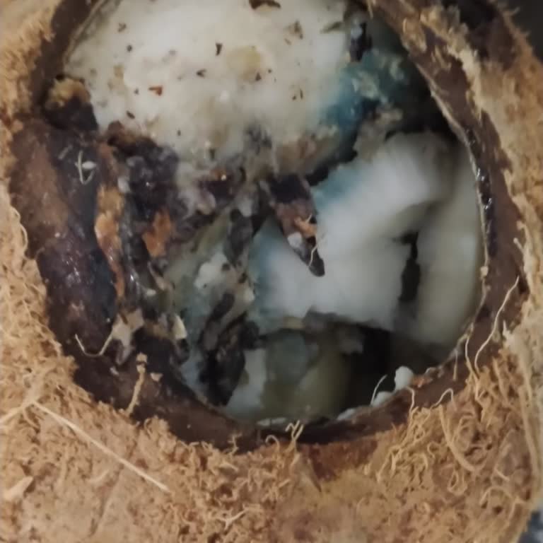 Yunus Market Hindistan Cevizi Alışverişinde Büyük Hayal Kırıklığı