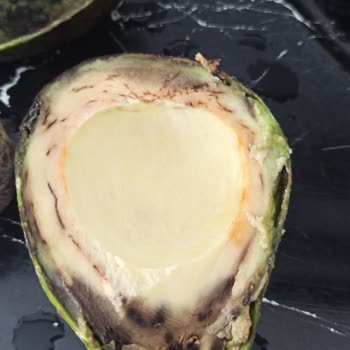 Migros'tan Aldım Avokado Çürük Çıktı Para İadesi İstiyorum
