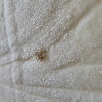 BİM'den Aldığım Milföyden Örümcek Çıktı