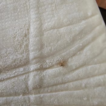 BİM'den Aldığım Milföyden Örümcek Çıktı