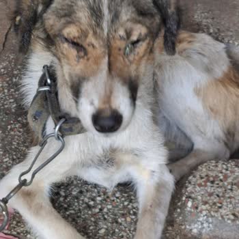 Edirne Belediyesi Yaşlı Kadının Köpek Sahiplenme Sürecinde Zorluklar!