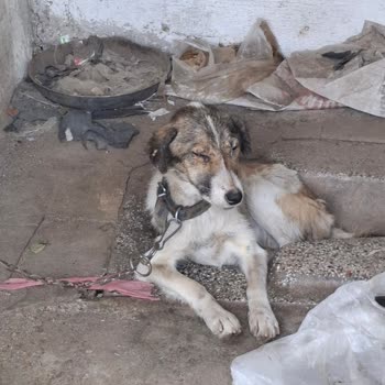 Edirne Belediyesi Yaşlı Kadının Köpek Sahiplenme Sürecinde Zorluklar!