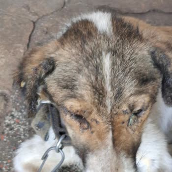 Edirne Belediyesi Yaşlı Kadının Köpek Sahiplenme Sürecinde Zorluklar!