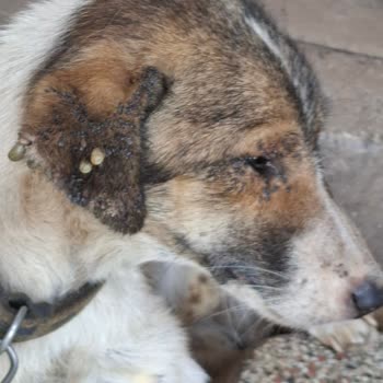 Edirne Belediyesi Yaşlı Kadının Köpek Sahiplenme Sürecinde Zorluklar!