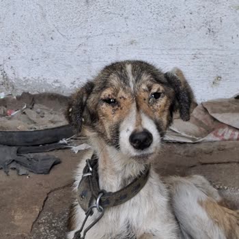 Edirne Belediyesi Yaşlı Kadının Köpek Sahiplenme Sürecinde Zorluklar!