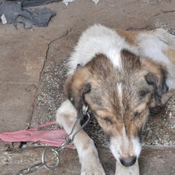 Edirne Belediyesi Yaşlı Kadının Köpek Sahiplenme Sürecinde Zorluklar!