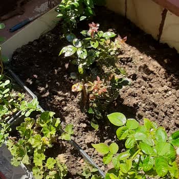 İBB - İstanbul Büyükşehir Belediyesi Kaldırım Ve Yol Çökmeleri