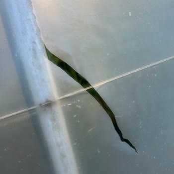 Vatan Plastik Sera Naylonu 2 Yıl Dayanmadı