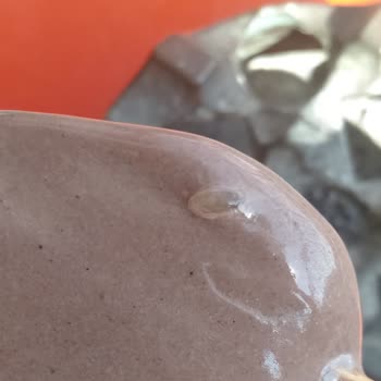 Algida Dondurmasında Beklenmedik Sürpriz!