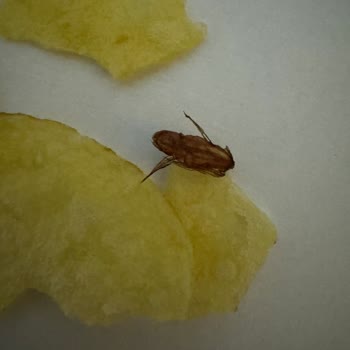 Lays Yabancı Cisim İçeren Ürün