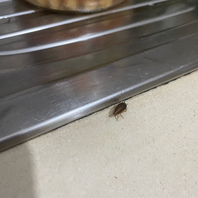 Avcılar Belediyesi'nin Ruhsat Verme Usulsüzlüğü