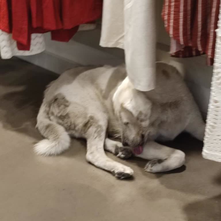 Kotondaki Hastalıklı Köpekler