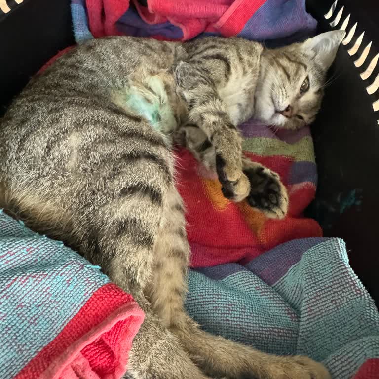 Kedileri Öldürüyorlar Kocaeli Büyük Şehir Belediyesi Fazla Anestezi