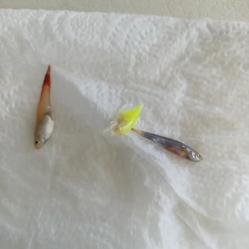 Alsancak Petshop Görseller Aldatıcı, Gelen Balıklar Çok Küçük