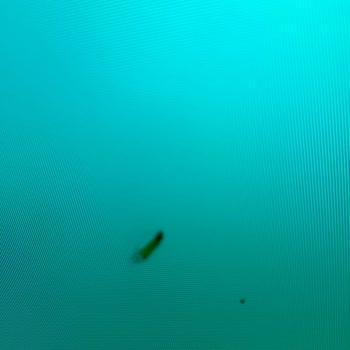 Yeni Alınan Vestel Televizyonun Ekranında Kelebek Sorunu