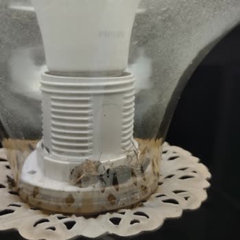 Şişli Belediyesi Böcek İstilası Acil