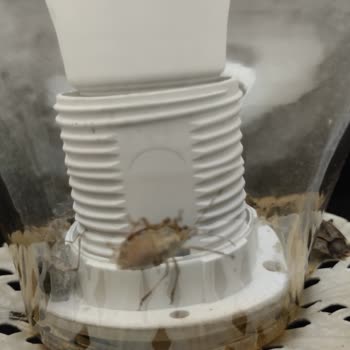 Şişli Belediyesi Böcek İstilası Acil