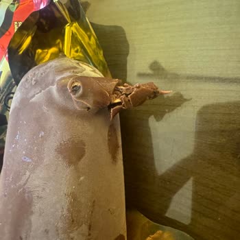 Magnum Dondurmanın İçinden Keskin Tahta Çıktı