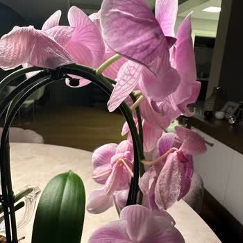 Rosebox Rose Box Firmasının Kalitesiz Çiçek Teslimatı