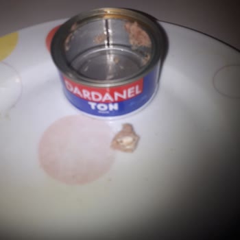 Dardanel Ton Balığının İçinden Kemik Parçası Çıktı
