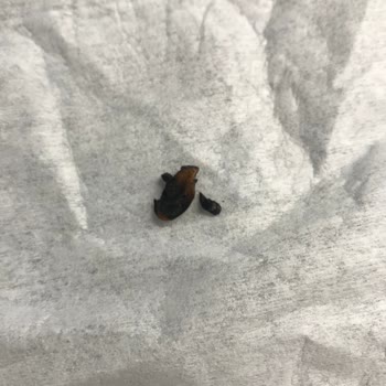 Philip Morris Tütün Değil Odun İçiyoruz