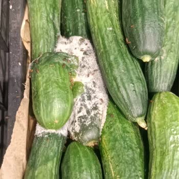 A101 Ürünlerin Rafta Bekleme Süresi Hakkında Şikayet