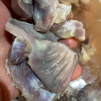 Erpiliç Taşlık Morarma Ve Koku Sorunu