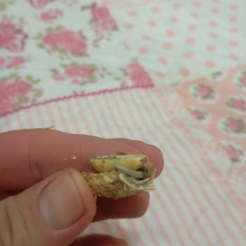 Şok Market Kurtlu Fıstık